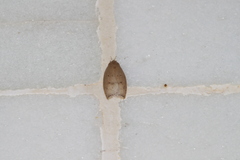 Scythropiodes