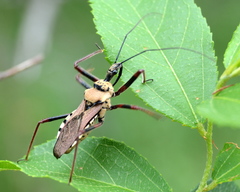 Rhynocoris neavei