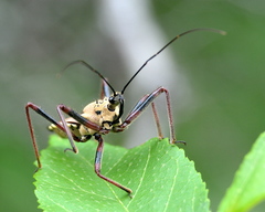 Rhynocoris neavei