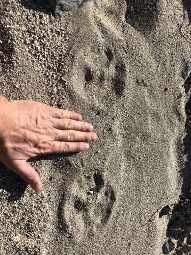 iNaturalist observation photo of Mountain Lion