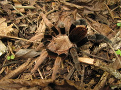 Crassicrus lamanai