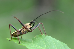 Rhynocoris neavei