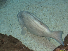 Mycteroperca microlepis
