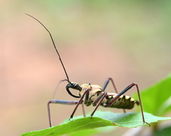 Rhynocoris neavei