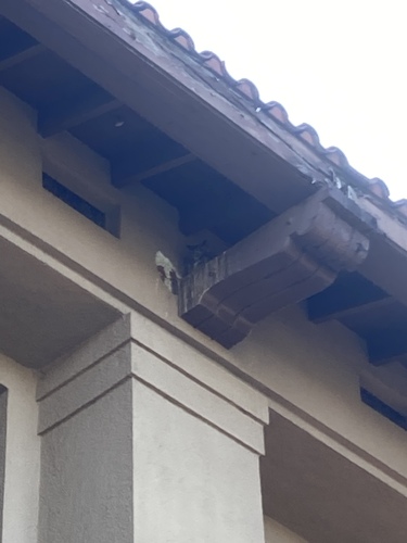 View observation of {o.common_name} on iNaturalist