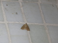 Olulis puncticinctalis