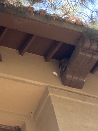 View observation of {o.common_name} on iNaturalist