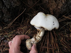 Agaricus abruptibulbus