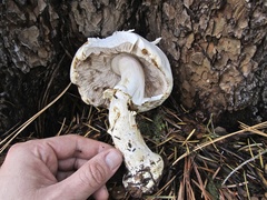 Agaricus abruptibulbus
