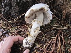 Agaricus abruptibulbus