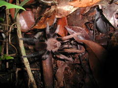 Crassicrus lamanai