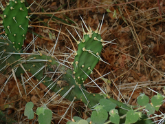 Opuntia caracassana, photograph (c) Julien Renoult, some rights reserved (CC BY)