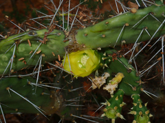 Opuntia caracassana, photograph (c) Julien Renoult, some rights reserved (CC BY)
