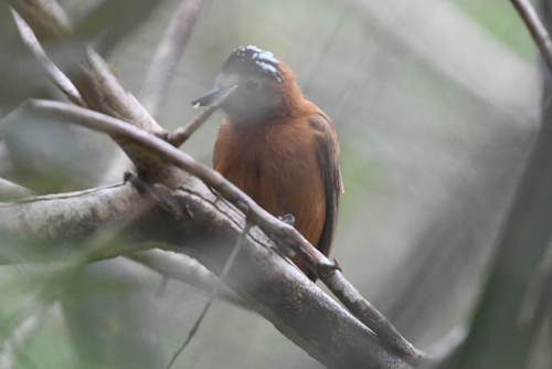 Chestnut Piculet (Picumnus cinnamomeus)