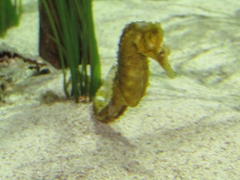Hippocampus comes