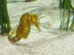 Hippocampus comes