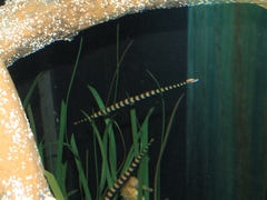 Dunckerocampus pessuliferus