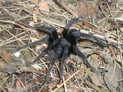 Crassicrus lamanai
