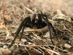 Crassicrus lamanai
