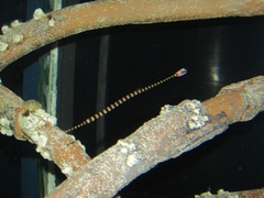 Dunckerocampus pessuliferus