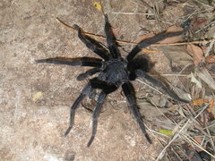 Crassicrus lamanai