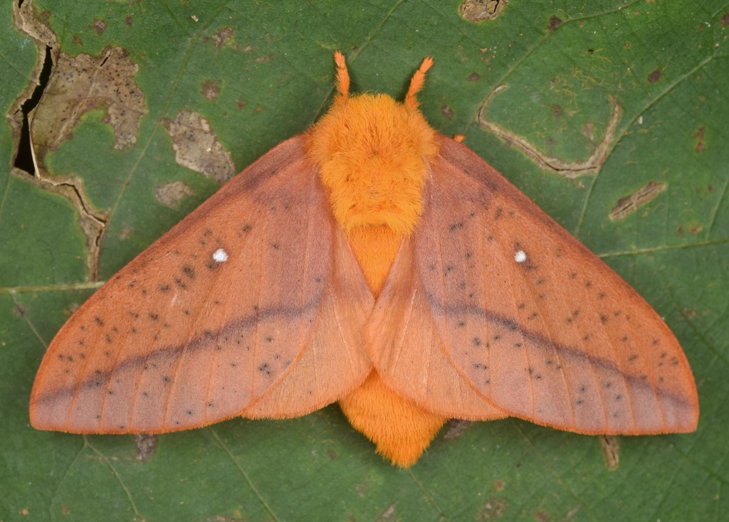 Peigler's Oakworm Moth