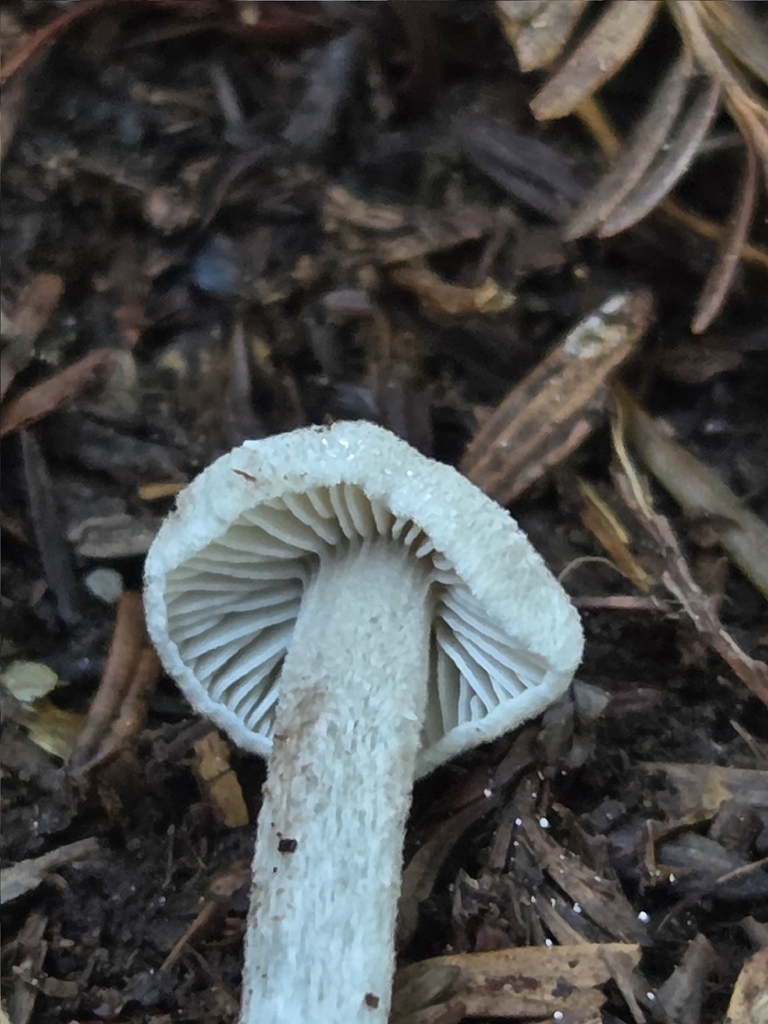Entoloma cystomarginatum · December 2025 · photo: © mandymushii (iNaturalist, cc-by)