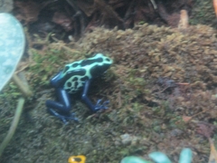 Dendrobates
