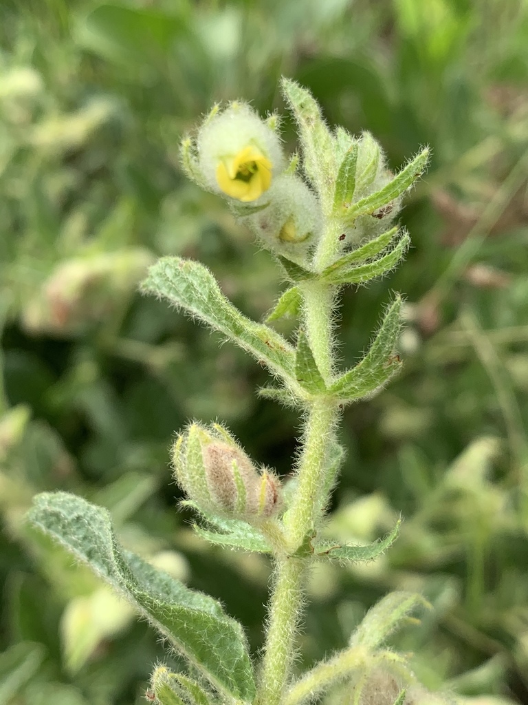 Hermannia grandistipula