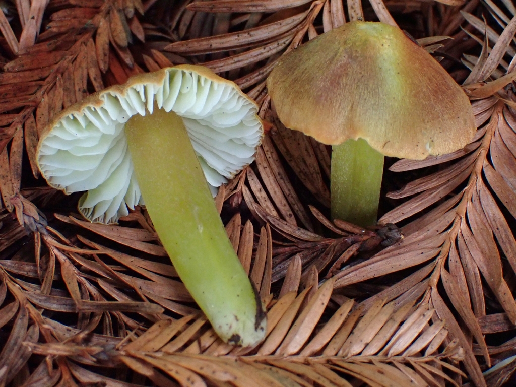 Hygrocybe virescens · December 2025 · photo: © mandymushii (iNaturalist, cc-by)