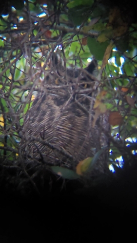 View observation of {o.common_name} on iNaturalist