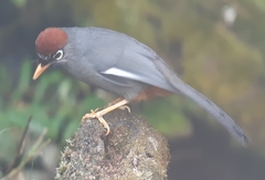 Pterorhinus mitratus major