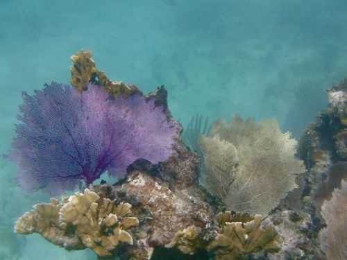 Purple Sea Fan, photo 7 of 9