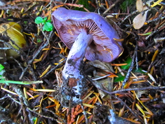 Thaxterogaster occidentalis