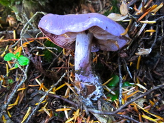 Thaxterogaster occidentalis