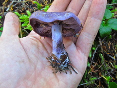 Thaxterogaster occidentalis