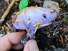 Thaxterogaster occidentalis