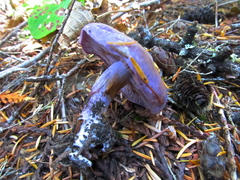 Thaxterogaster occidentalis