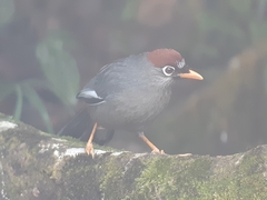 Pterorhinus mitratus major