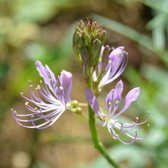 Cleome hirta