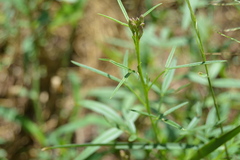 Cleome hirta