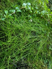 Isolepis reticularis