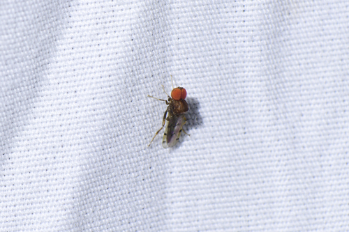 Unknown species found near Corkscrew, FL, USA