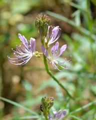 Cleome hirta