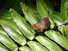 Camptopleura