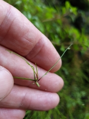 Isolepis reticularis