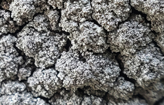 Stereocaulon condensatum