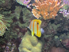 Chaetodontidae