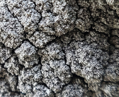 Stereocaulon condensatum