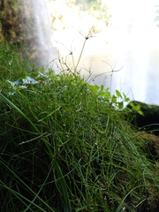 Isolepis reticularis